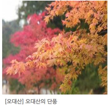 오대산 단풍