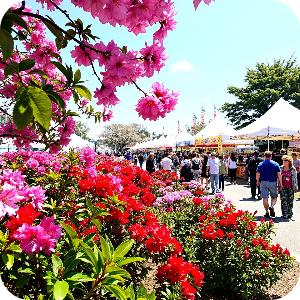 철쭉축제 이미지