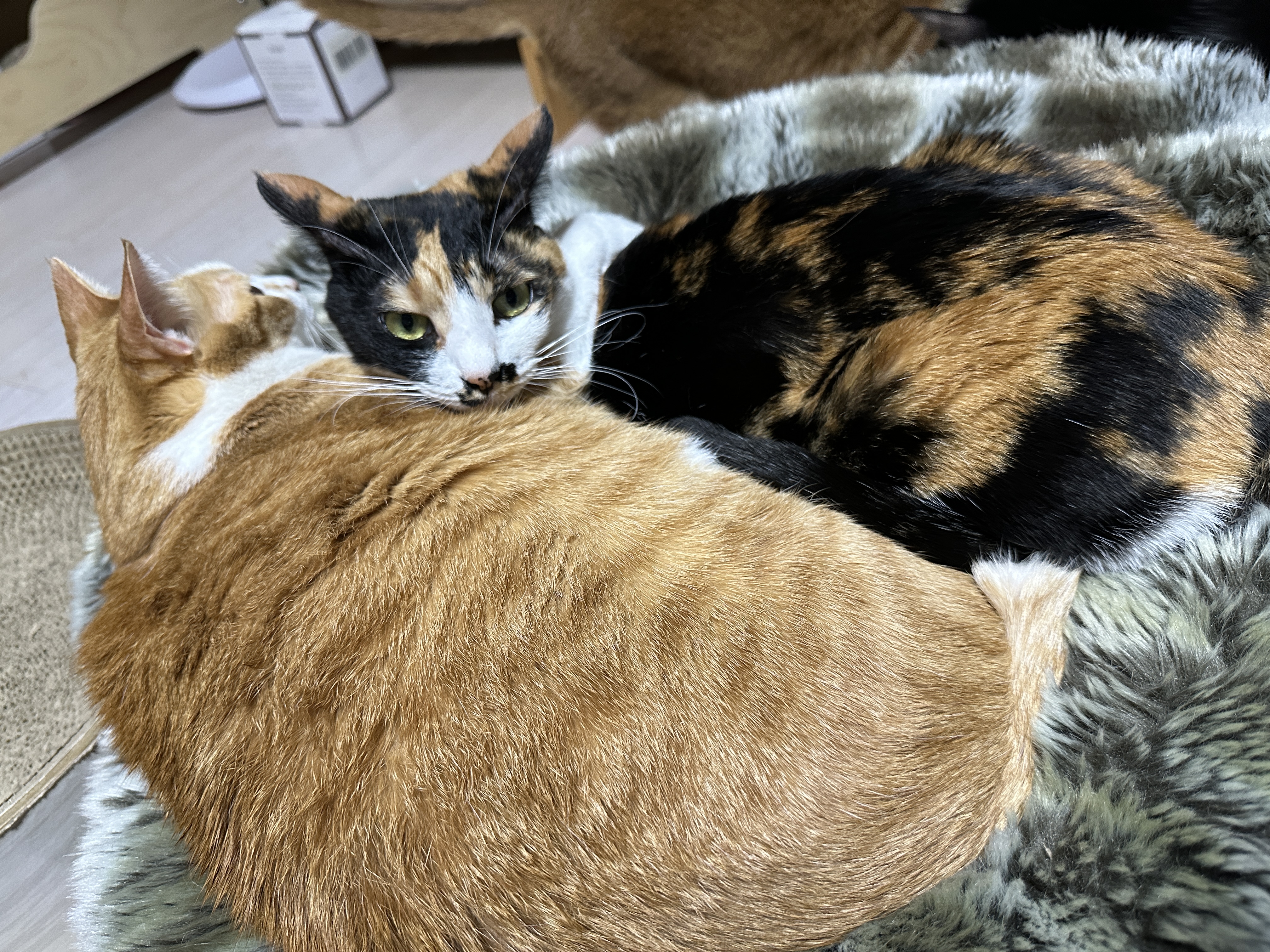 앞에서_사진_찍는_엄마가_불편해서_마징가_귀가_되어버린_삼색이_다다