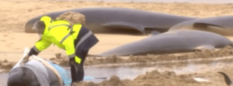 들쇠고래 집단 폐사 현장