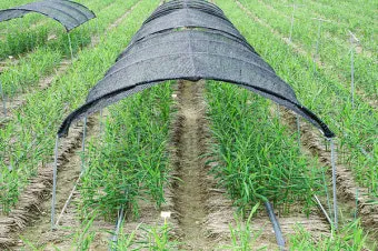 생강 재배 씨눈 맞추기 보온 피복 수확 건조_11