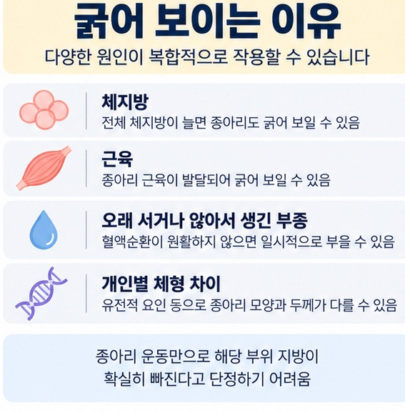 체지방 근육 부종 체형 차이가 종아리 굵기에 영향을 주는 모습을 비교한 이미지