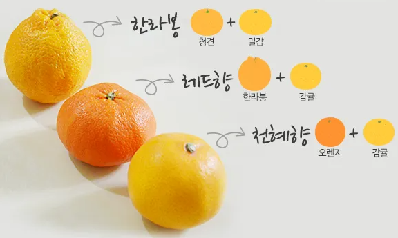 한라봉-레드향-천혜향