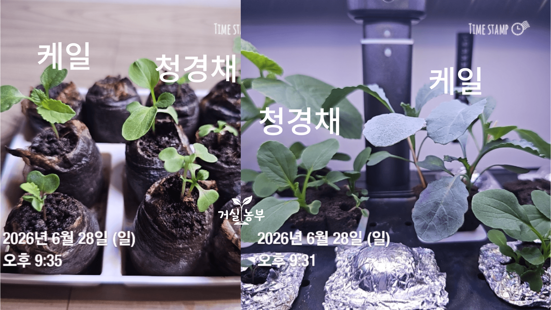 6월 28일 수경재배와 피트모스에서 키운 케일과 청경채 성장 비교