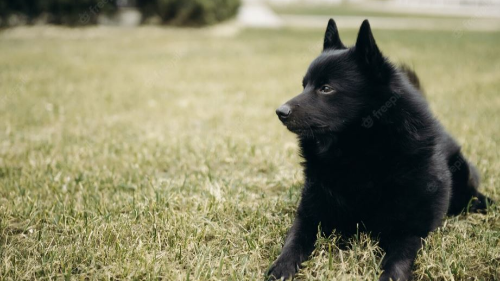 스키퍼키(schipperke) 이미지