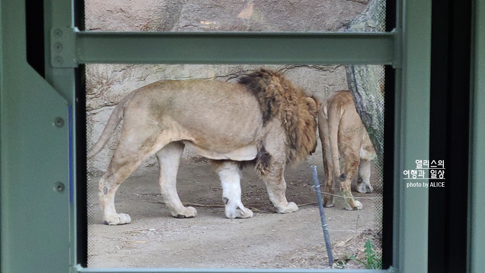 에버랜드 사파리 월드 꿀팁 (예약, 트램 좌석), 자유이용권 할인