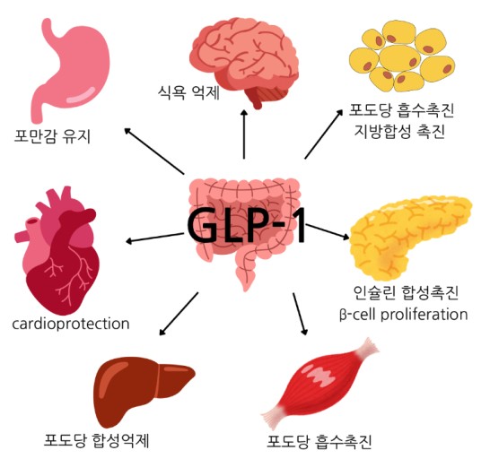 글루카곤 유사 펩타이드-1 의 치료원리