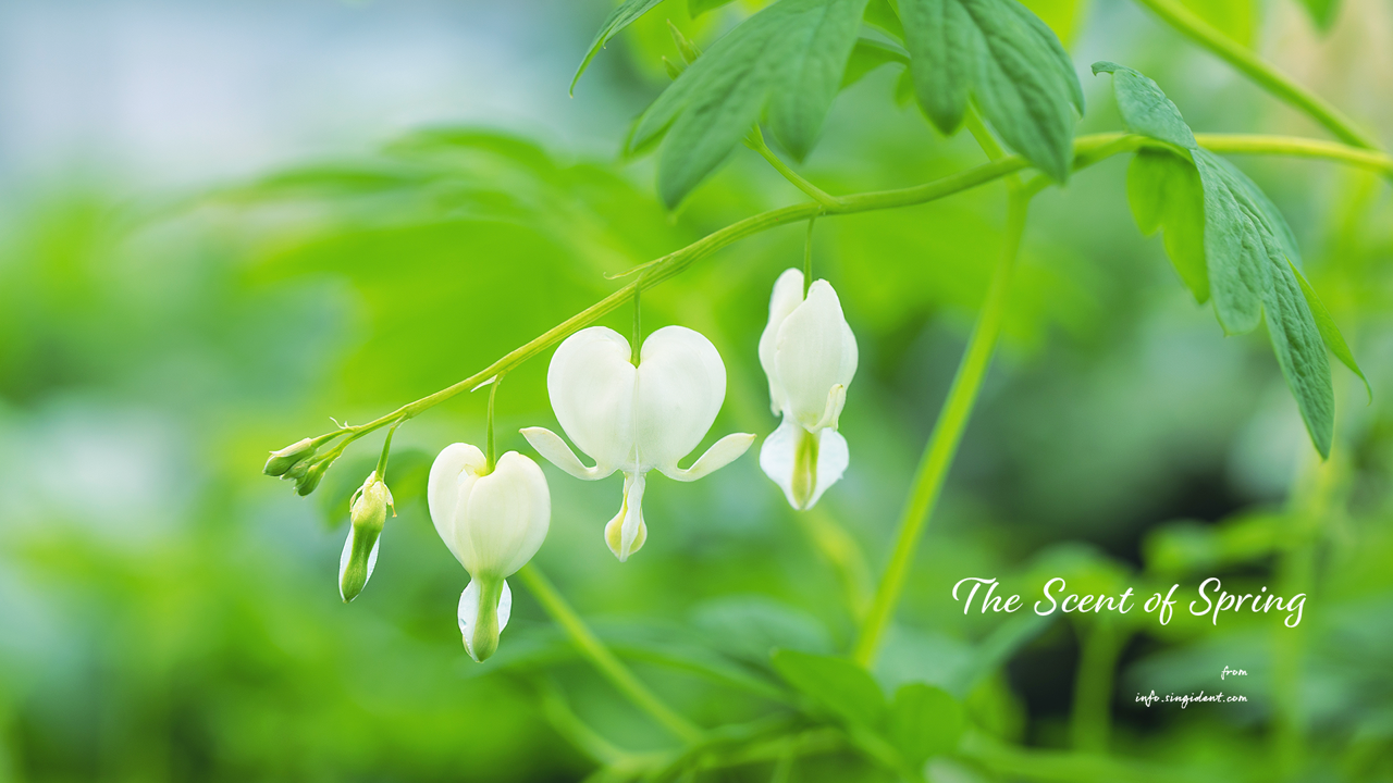 05 흰색 금낭화 C - The Scent of Spring 꽃배경화면