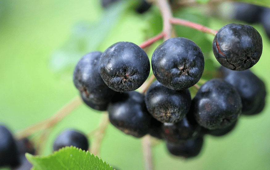 아로니아 부작용