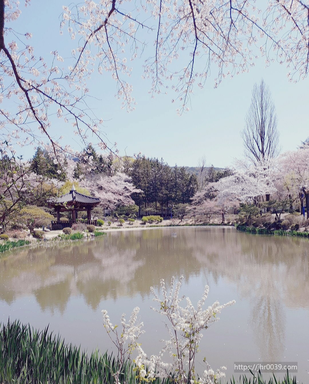 보문정-벚꽃