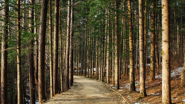 숲 속 오솔길 사진