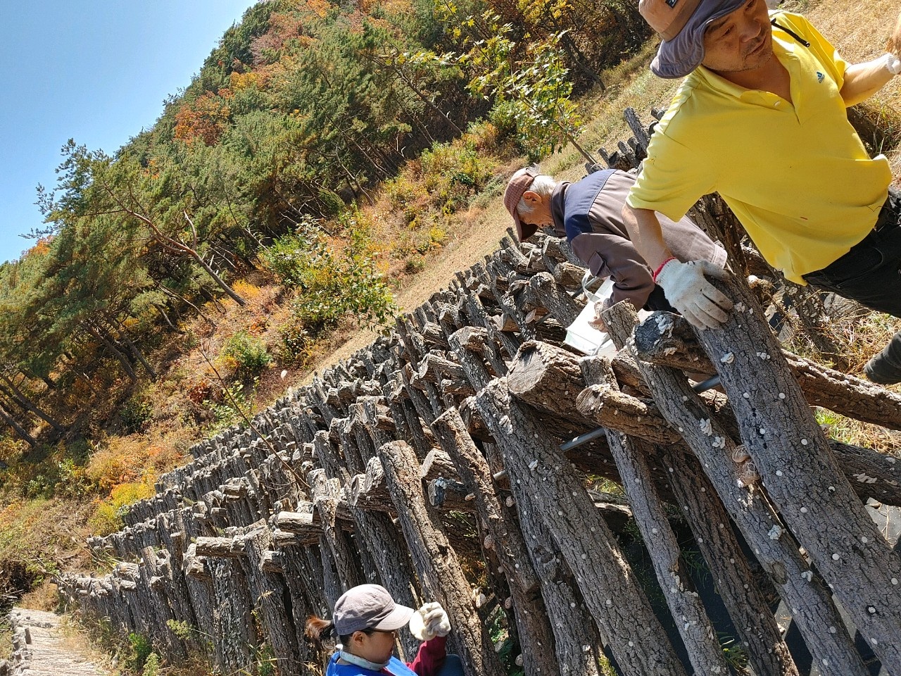 산에서 표고버섯 재배