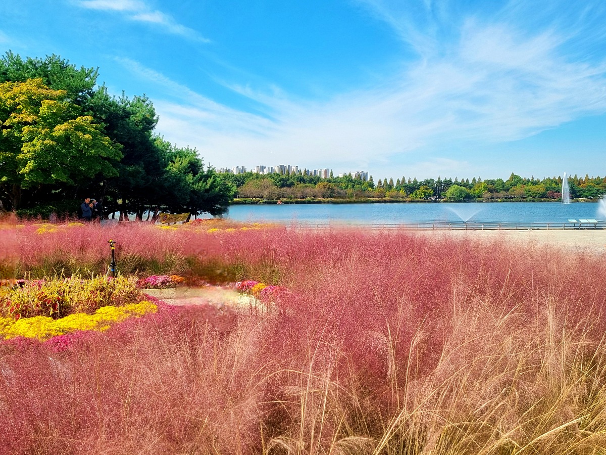 서울 근교 가을꽃 만발한, 경기도 고양시 강매석교공원 창릉천 코스모스축제