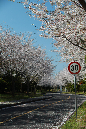 제주숨은벚꽃인생샷명소