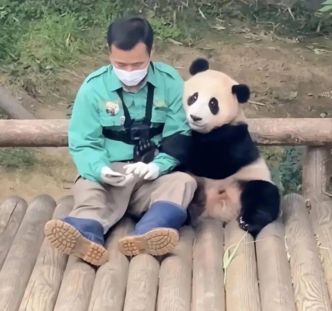 푸바오