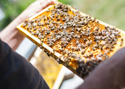 영천 꿀벌 양봉 체험 농장 및 식당 안내 아리오소 