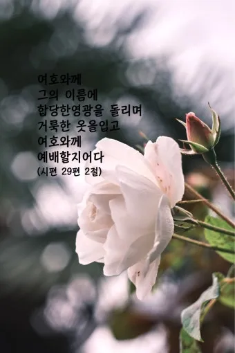 시편 29장 11절 읽기 - 여호와께서 자기 백성에게 힘을 주심이여 여호와께서 자기 백성에게 평강의 복을 주시리로다_12