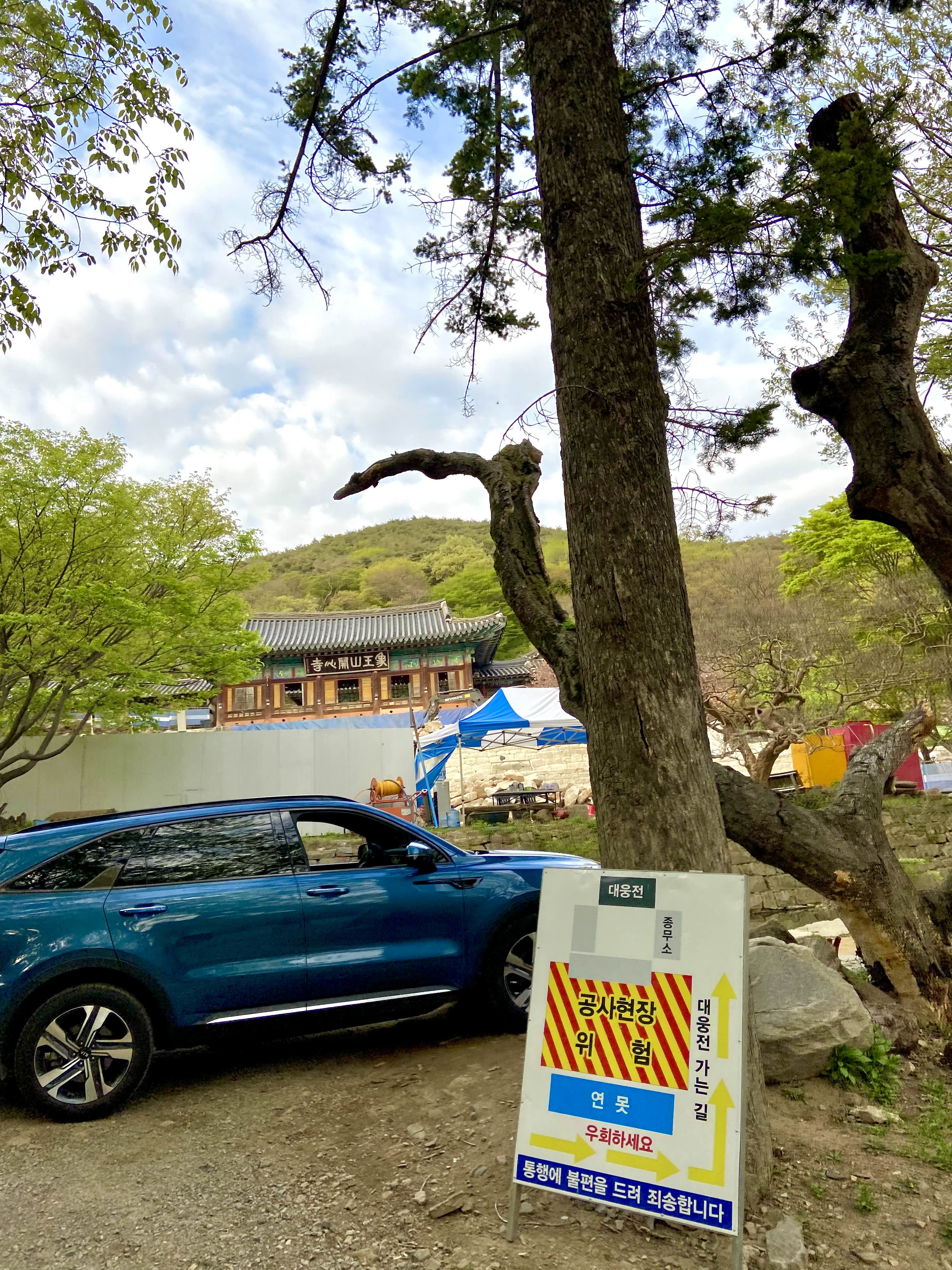 서산 겹벚꽃
