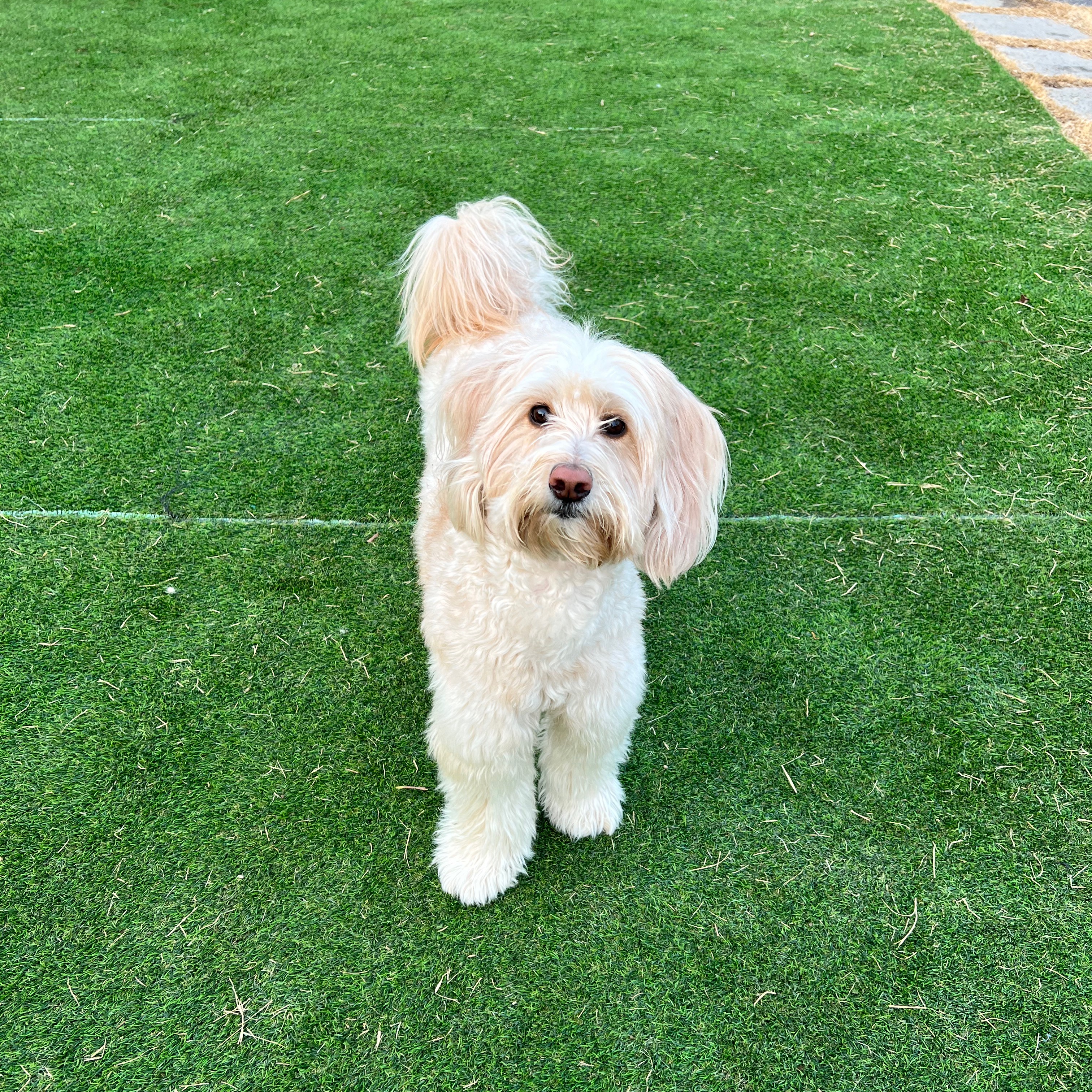 파주애견동반카페 골든두들 goldendoodle