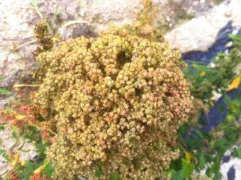 퀴노아 재배 배수성 좋은 흙 고온 건조 적응 수확_29