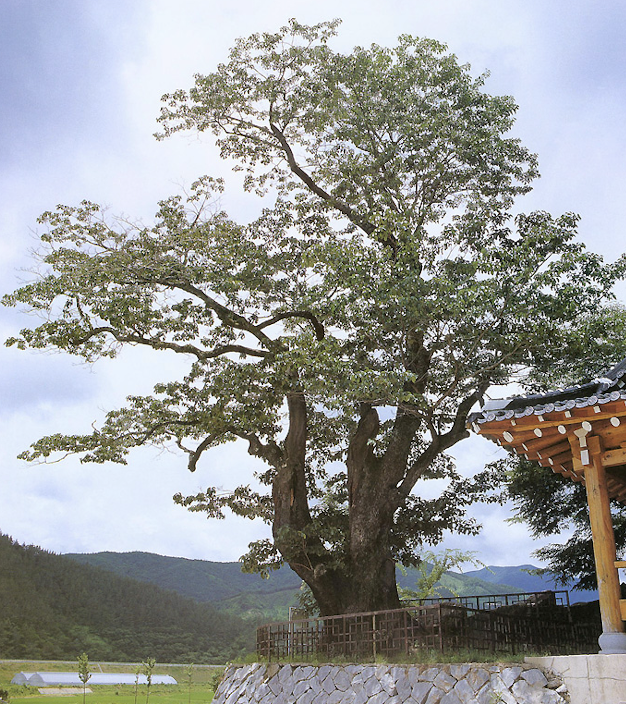 순천 평중리 이팝나무