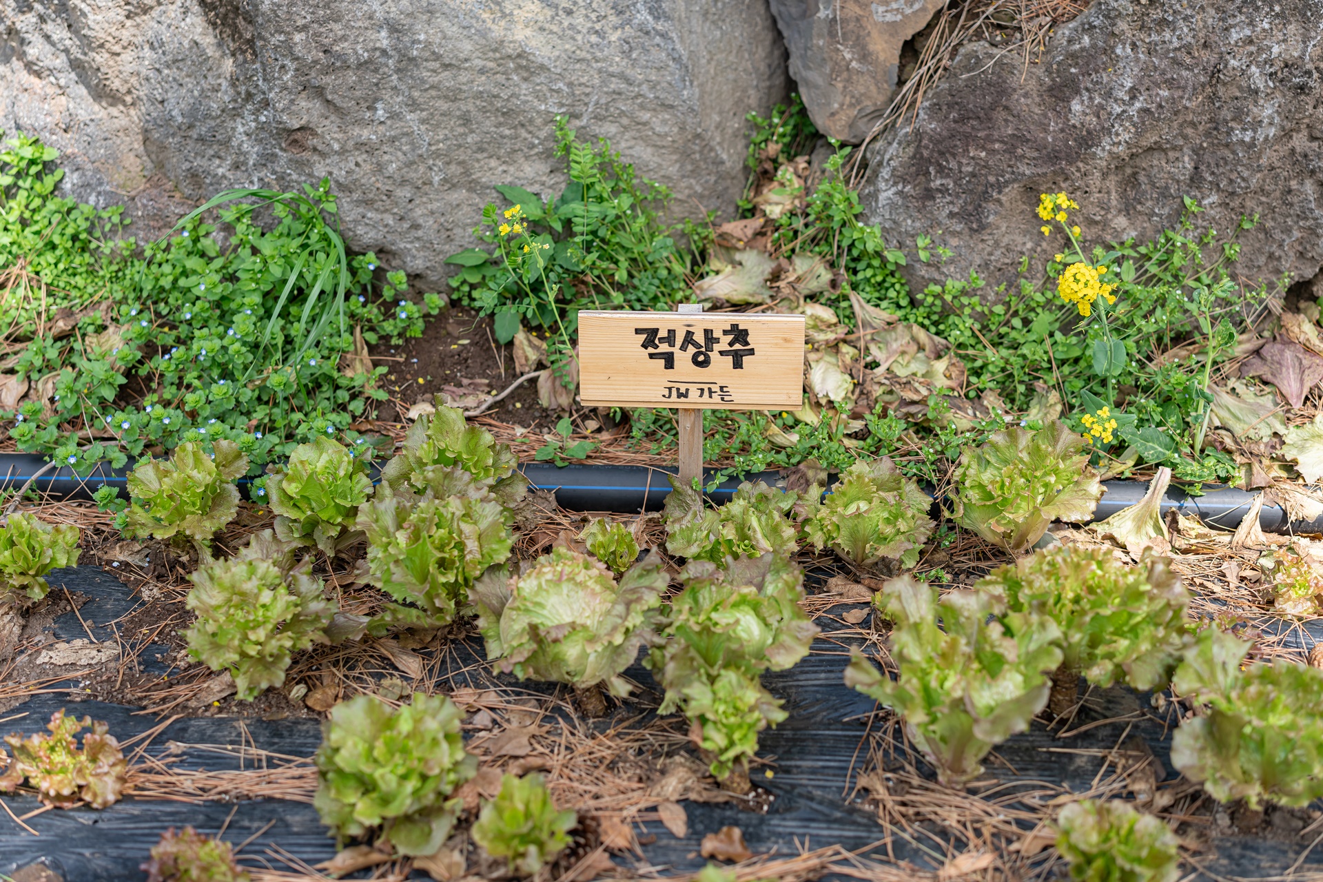 #JW메리어트제주리조트 #JW메리어트제주호텔 #TheFlyingHog #더플라잉호그 #제주레스토랑 #제주맛집 #제주여행 #제주요리 #제주호텔 #칵테일만들기