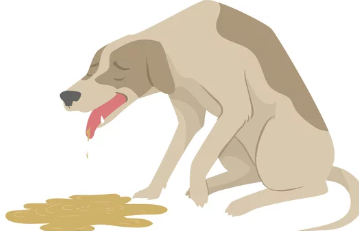 강아지사진/출처:어도비스톡