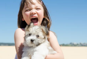 행복한 강아지 /어도비스톡