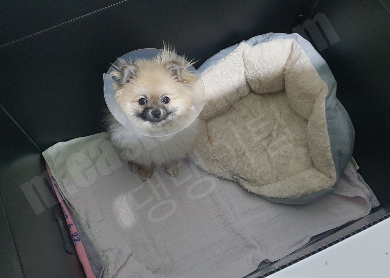 슬개골 수술 후 단프라 박스 안 강아지
