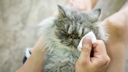눈물을 닦아주는 긴 털의 고양이.