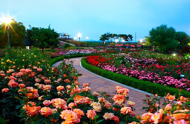 곡성장미축제 일정