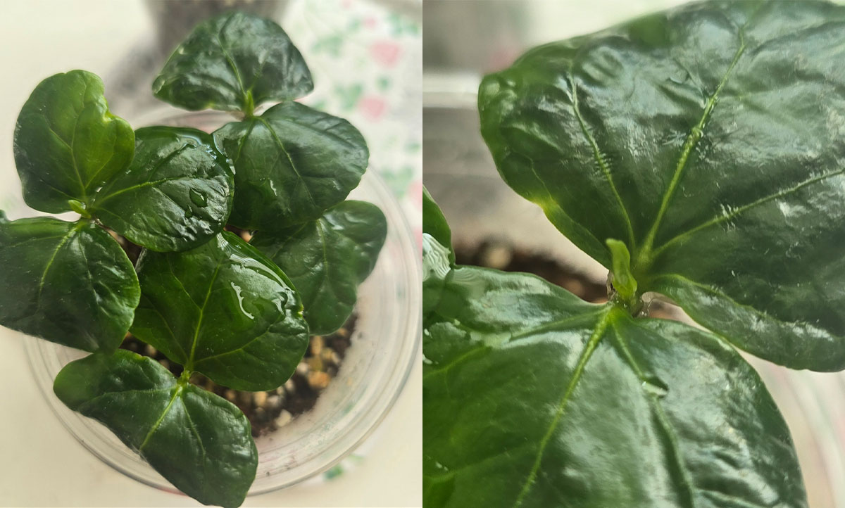 나날이 쑥쑥 크는 콩돌이들