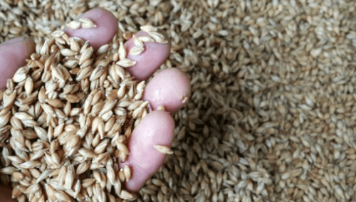 새싹보리싹나기전