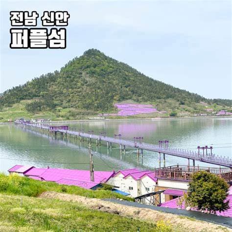 퍼플섬 라벤더축제