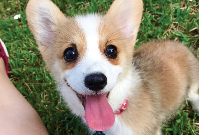 강아지 살찌는 이유, 음식, 다이어트 방법