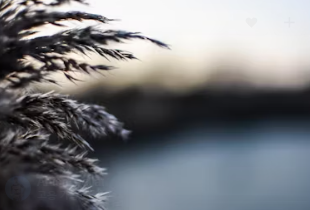 양곡법이란 양곡법 개정안 거부 이유 쟁점 내용 뜻