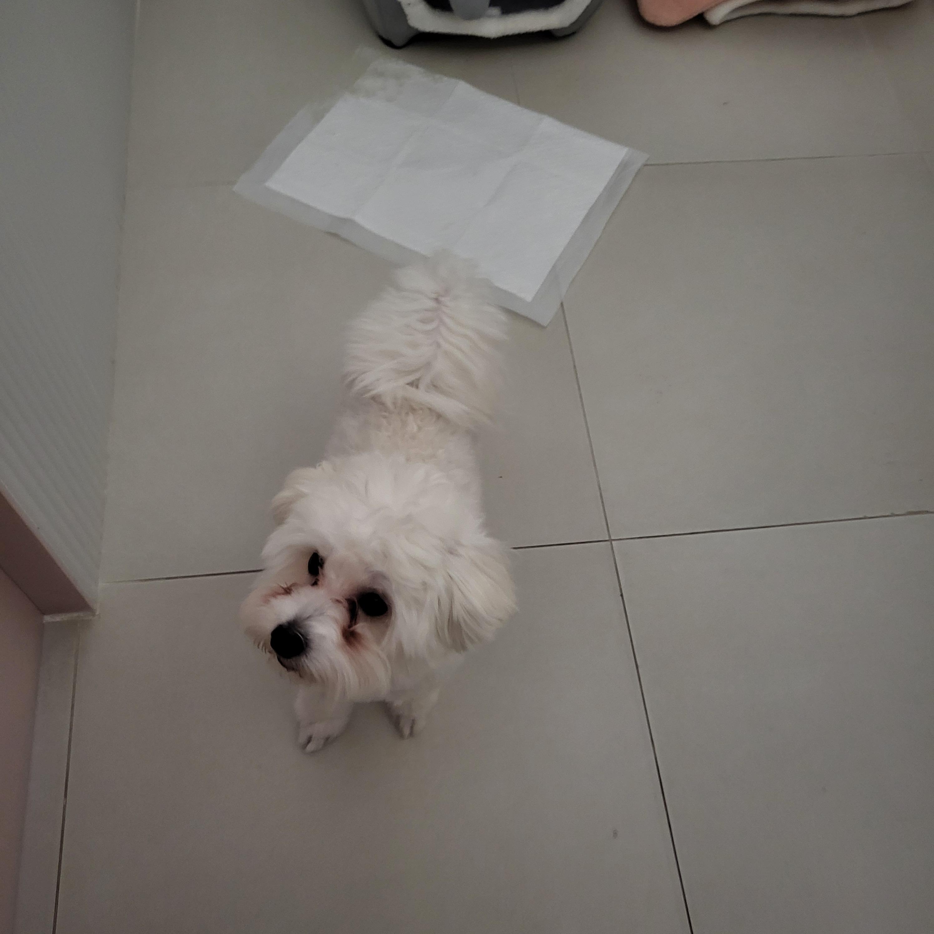 강아지 눈물자국 고민해결