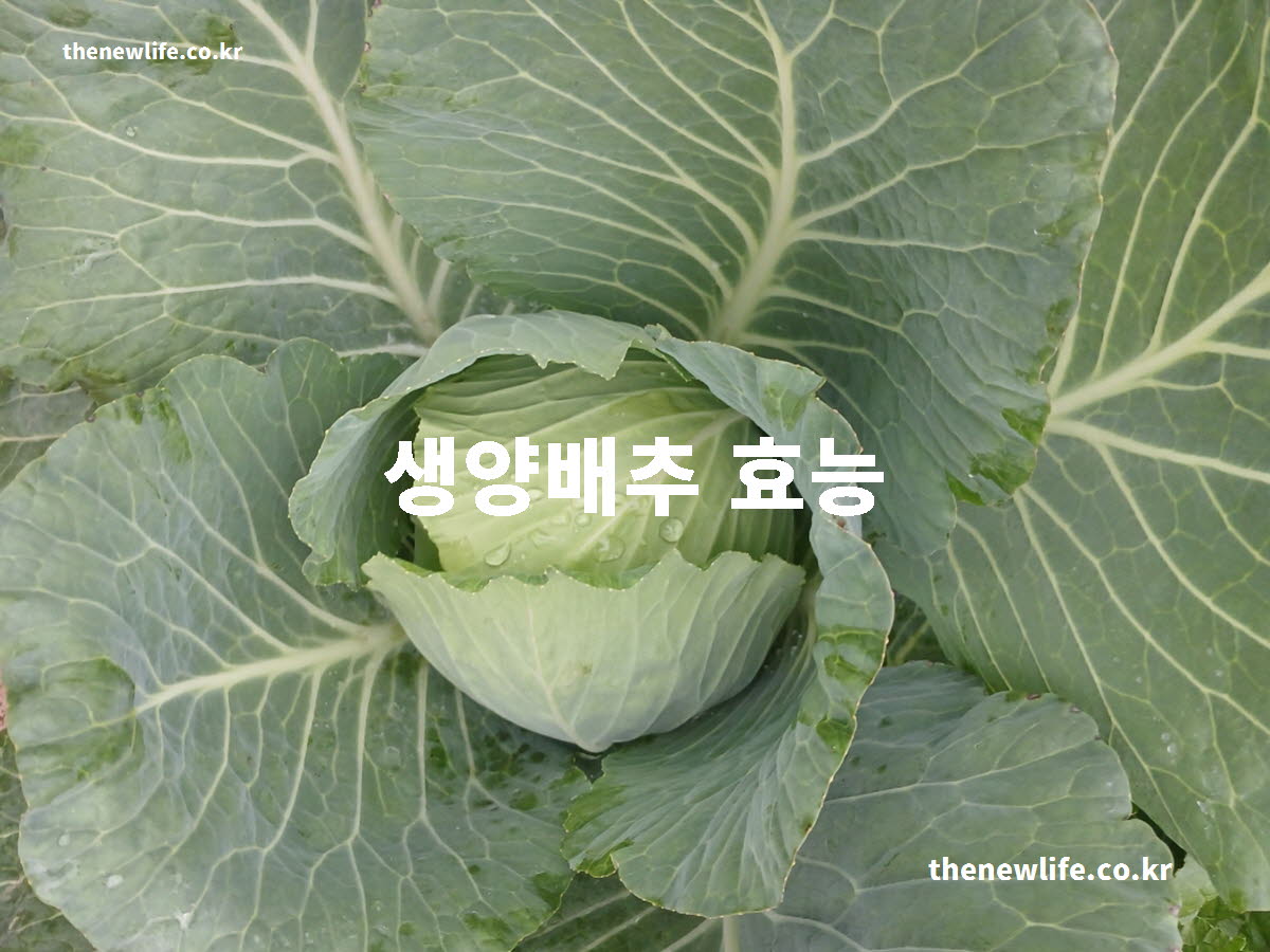 생양배추 효능 대표 실사진