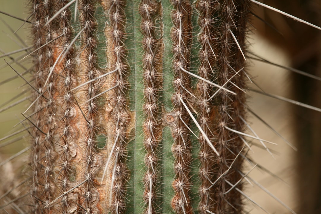Scalp