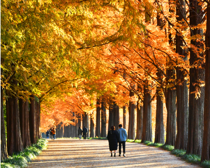 담양 메타세쿼이아길
