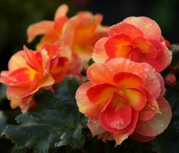 겨울 꽃 베고니아