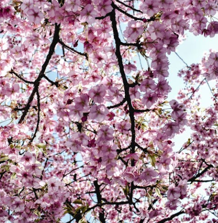 25년 벚꽃 개화시기 전국 일정