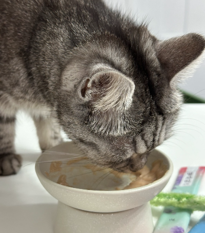 고양이가 간식을 먹는 장면