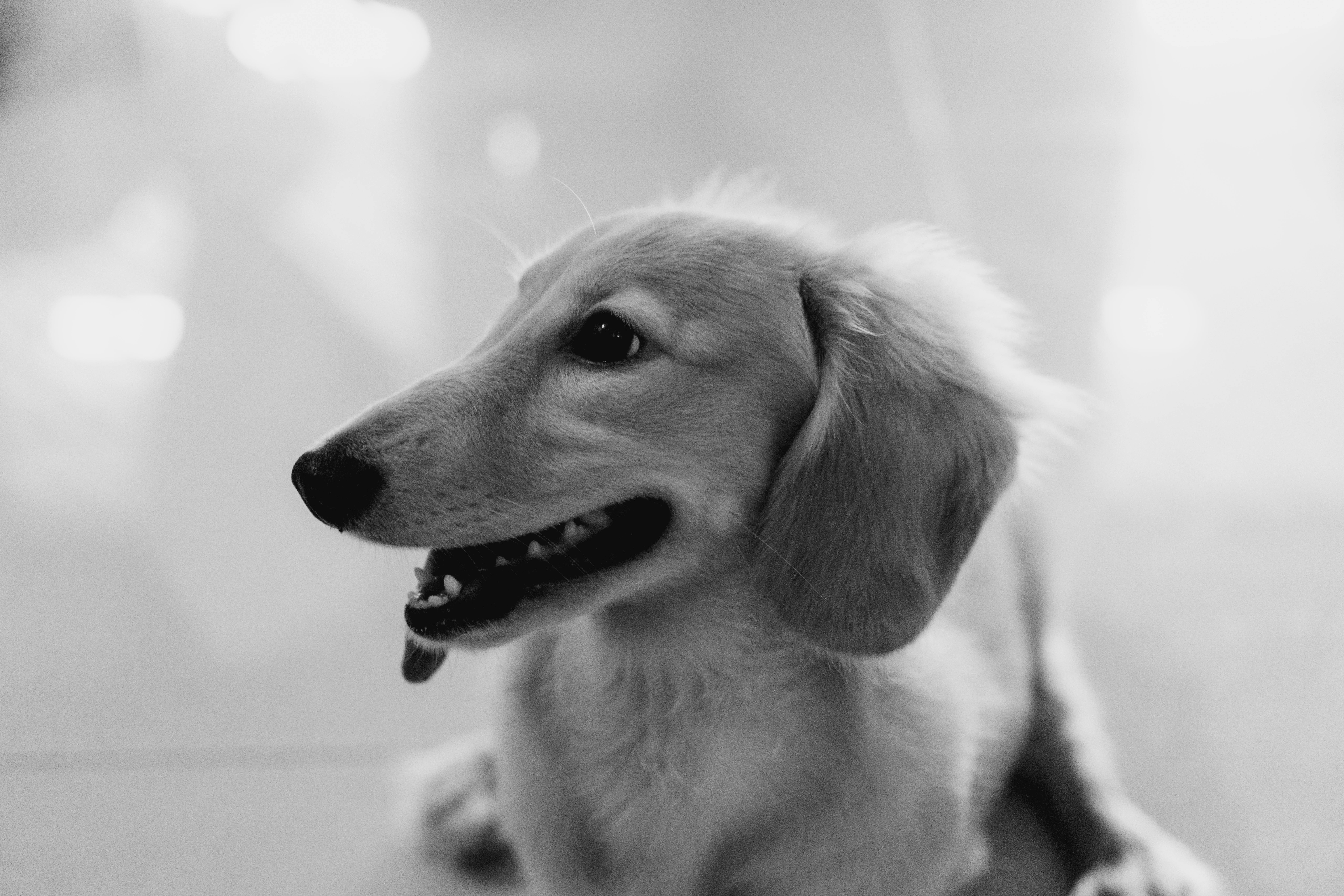 개 꿈 해몽 &mdash; 강아지와 개가 전하는 꿈속 메시지