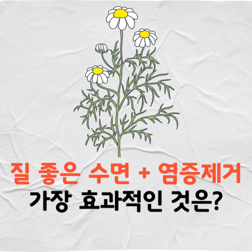 카모마일