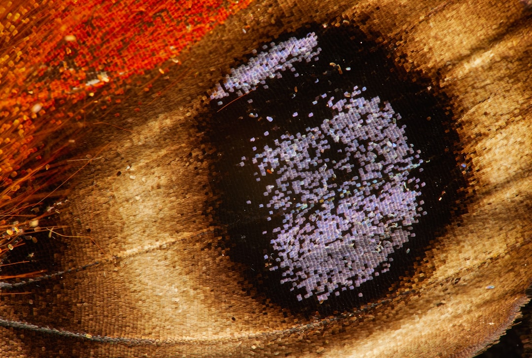Cornea
