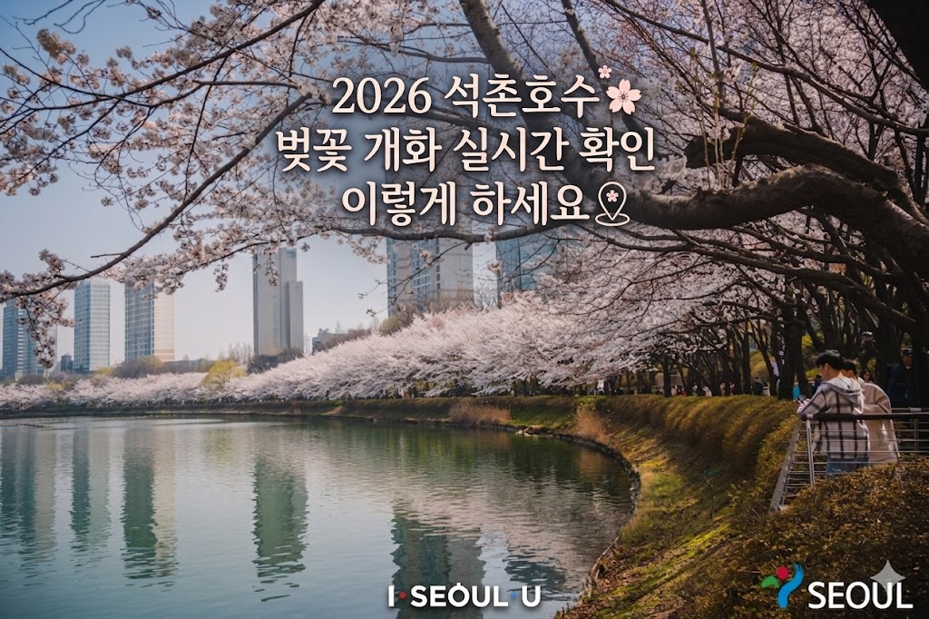 2026 석촌호수 벚꽃 개화 실시간 확인
