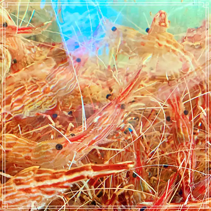 경북 포항 맛집 전국 택배 주문 제철 해산물