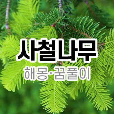 사철나무 꿈 해몽 풀이 무료 사철나무열매 사철나무가푸르게