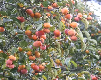 청도 반시축제_14